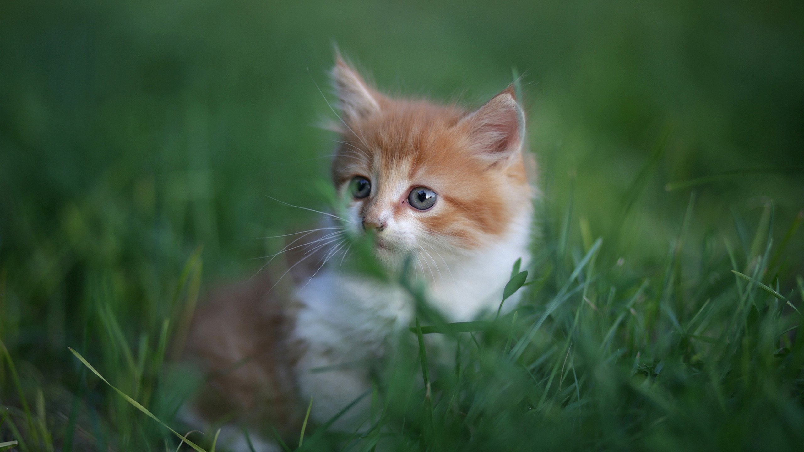 凯尔特人塔图姆关键时刻连续得分，带队战胜猛龙，赢得重要胜利！