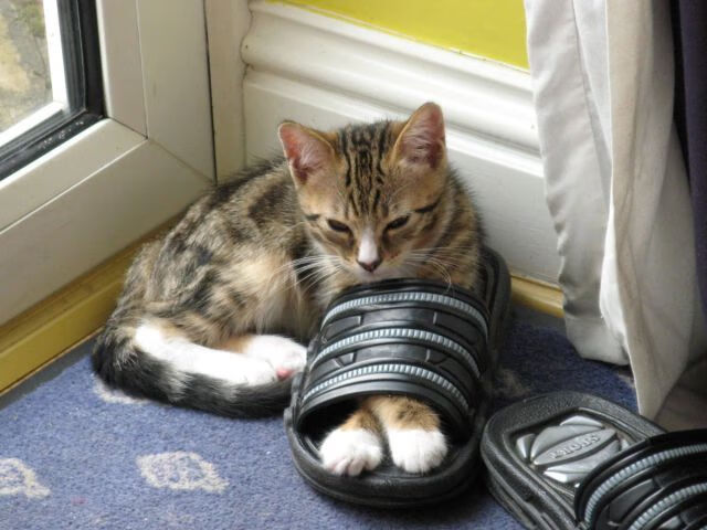 英格兰后卫世界波扳平比分，英格兰对波黑