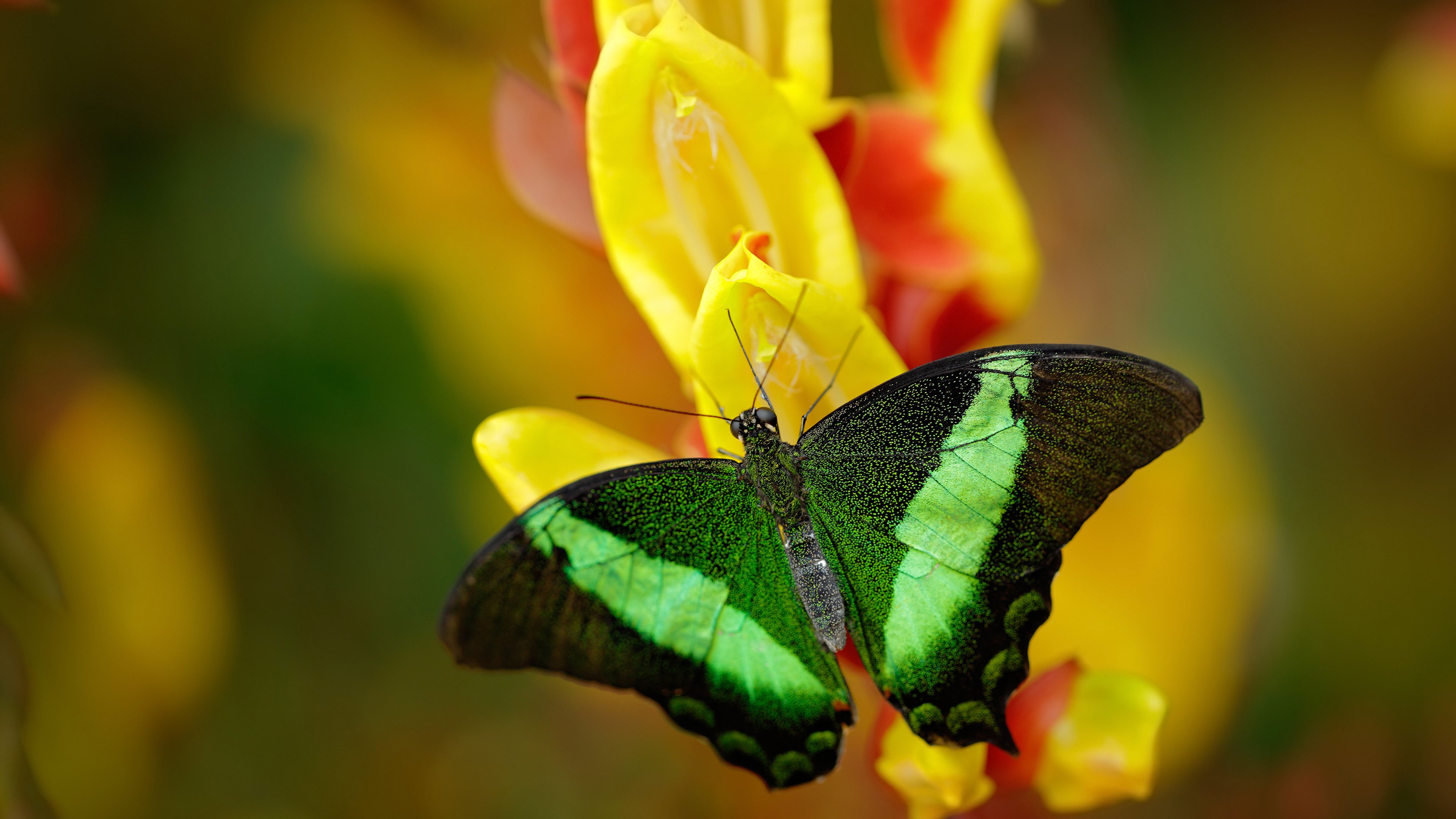 CBA联赛技术创新应用案例,cba技能素材