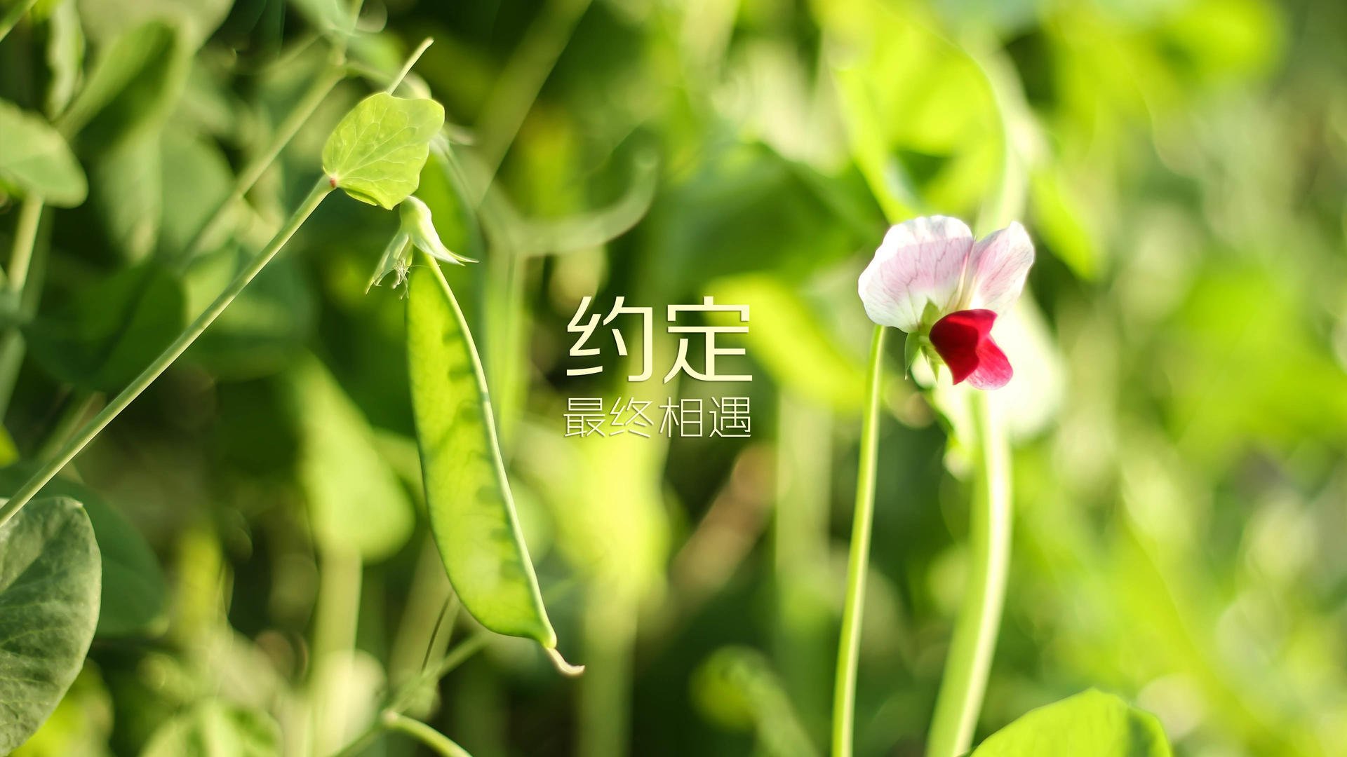 中超球队年度有效控场回合总量排行，中超16支球队主场球场